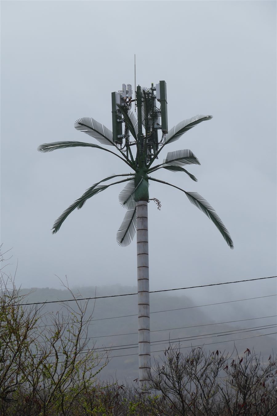 A camouflaged cell mast built as an artificial palm tree in mist