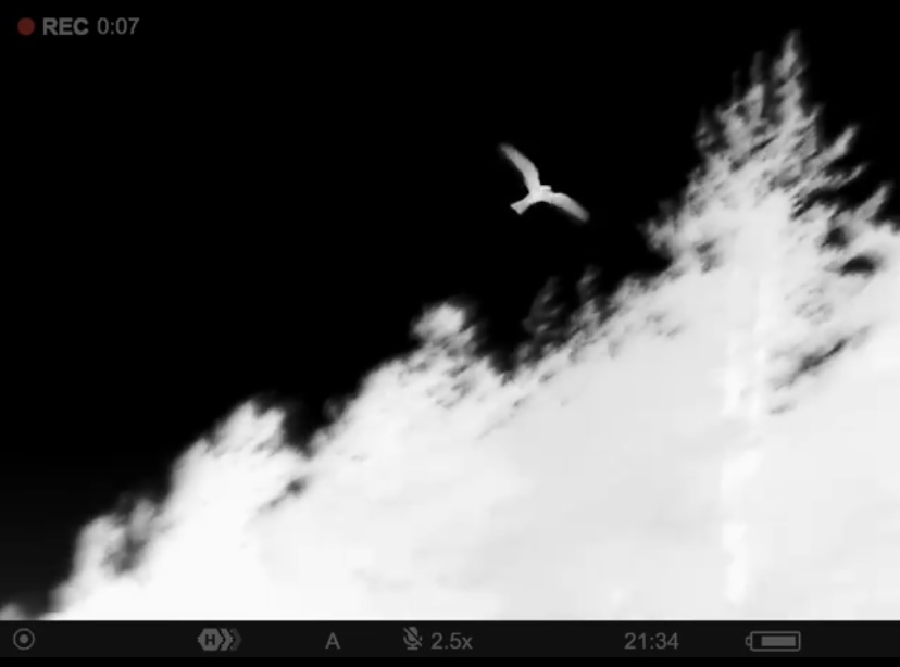 A thermal infrared image showing a warm bird glowing bright against a dark night sky