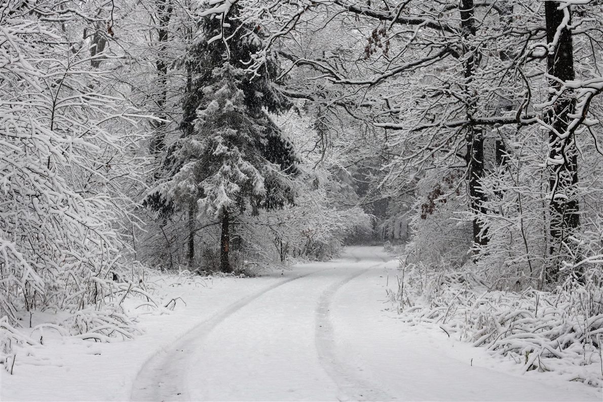 A snow covered forest road